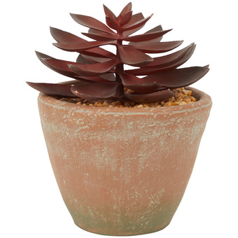 Action Pianta grassa in vaso offerta