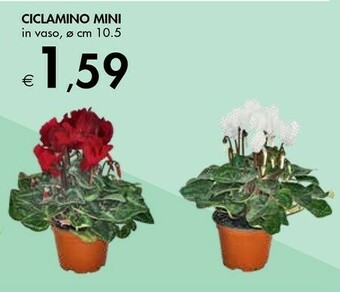 Bennet Ciclamino Mini offerta