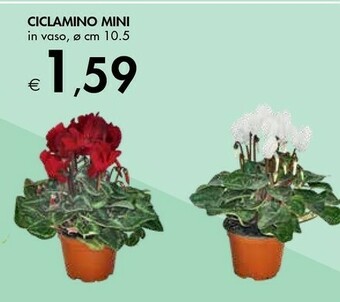 Bennet Ciclamino Mini offerta