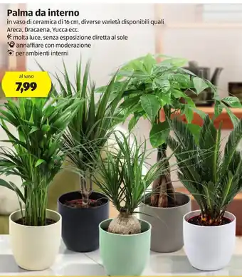 Palma da interno