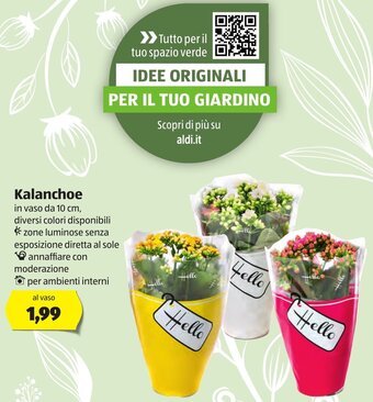 ALDI Kalanchoe offerta