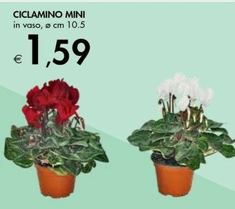 Bennet Ciclamino Mini offerta