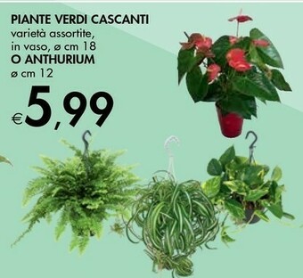 Piante Verdi Cascanti