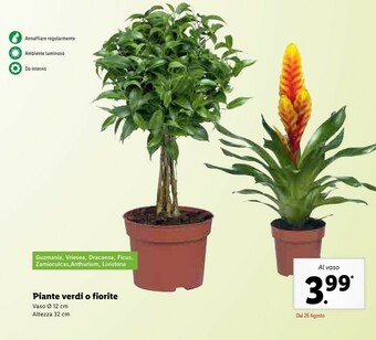 Lidl Piante Verdi O Fiorite offerta