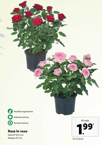 Lidl Rose In Vaso offerta