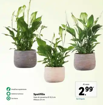 Lidl Spatifillo Vaso Di Ceramica` offerta