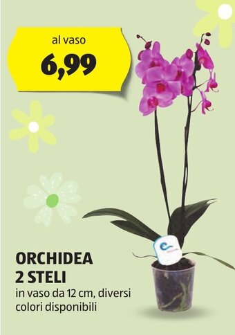 ALDI ORCHIDEA 2 STELI offerta