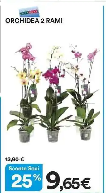 Ipercoop ORCHIDEA 2 RAMI offerta