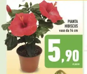 Conad City PIANTA HIBISCUS vaso da 14 cm offerta