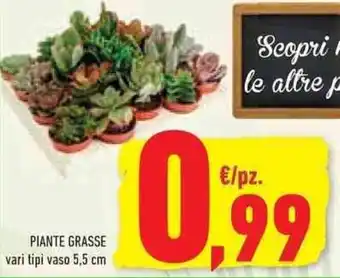Conad Superstore PIANTE GRASSE vari tipi vaso 5,5 cm offerta