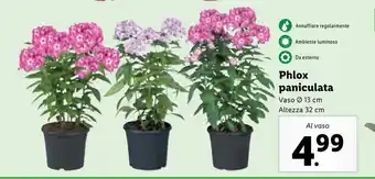 Lidl Phlox paniculata Vaso Ø 13 cm Altezza 32 cm offerta