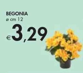 Bennet BEGONIA Ø cm 12 offerta