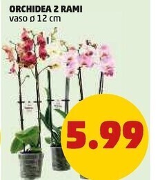PENNY Orchidea 2 rami offerta