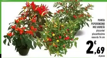 Conad Pianta peperoncino mix varieta offerta