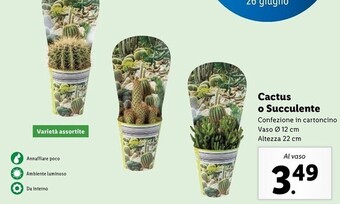 Lidl Cactus o succulente offerta