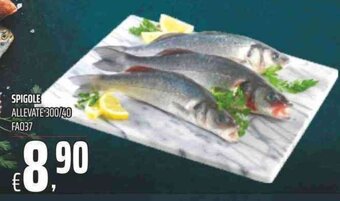 Coop Spigole offerta