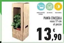 Conad Pianta crassula offerta