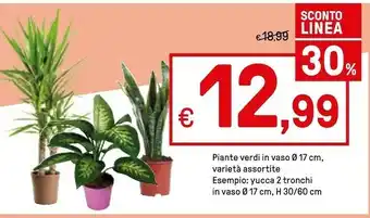 Piante Verdi In Vaso