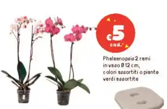 Iper La Grande Phalaenopsis 2 rami in vaso 012 cm, colori assortiti o piante verdi assortite offerta