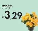 Bennet Begonia offerta