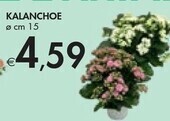 Bennet Kalanchoe offerta