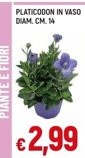 Famila Platicodon in vaso diam . cm . 14 offerta