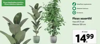 Lidl Ficus assortiti offerta