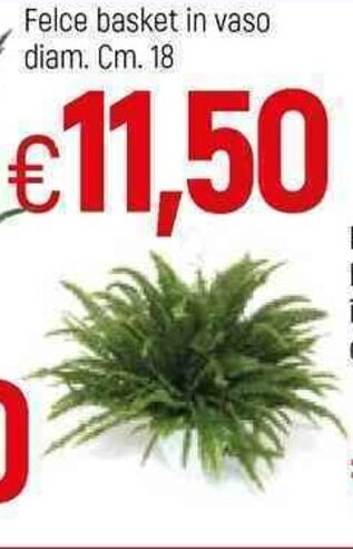 Famila Felce basket in vaso diam. 18cm. offerta