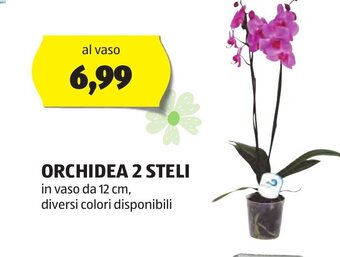 ALDI ORCHIDEA 2 STELI offerta