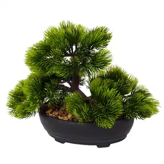 Bonsai in vaso