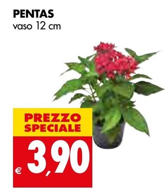 Tigros PENTAS vaso 12 cm offerta