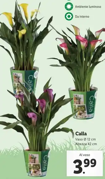 Lidl Calla Vaso Ø 12 cm Altezza 42 cm offerta
