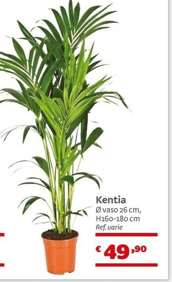 Bricocenter Kentia offerta