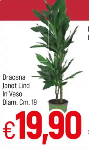Famila Dracena Janet Lind in vaso diam. 19cm. offerta
