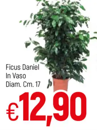 Ficus Daniel in Vaso Diam. 17cm.