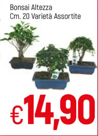 Bonsai Altezza 20Cm. Varietà Assortite