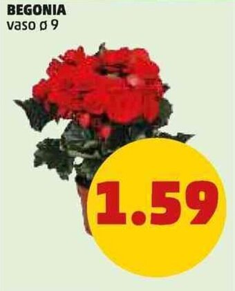 PENNY BEGONIA vaso ø 9 offerta