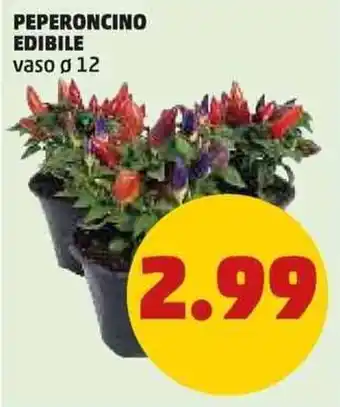 PENNY PEPERONCINO EDIBILE vaso ø 12 offerta