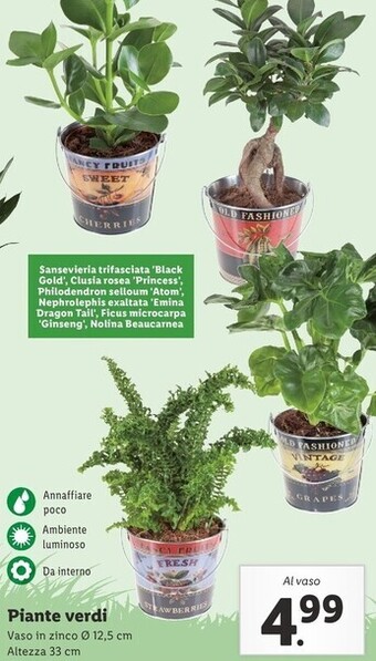 Lidl Piante verdi offerta