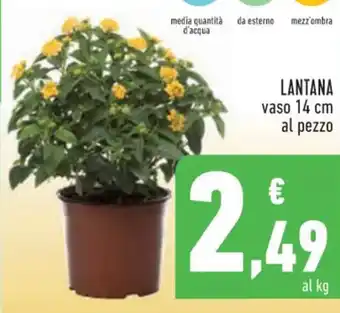 Conad LANTANA vaso 14 cm al pezzo offerta