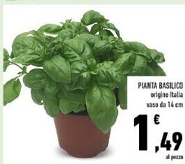 Conad Pianta basilico offerta