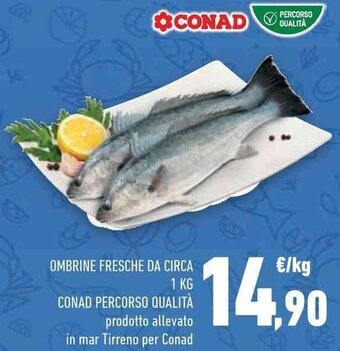 Conad OMBRINE FRESCHE DA CIRCA 1 KG CONAD PERCORSO QUALITÀ offerta