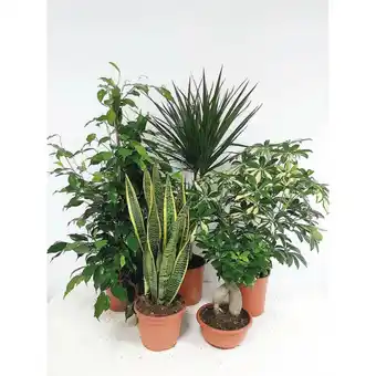 Ipercoop Mix piante verdi offerta