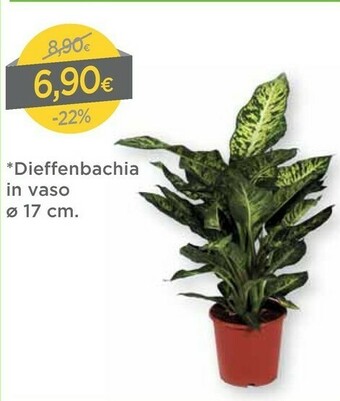 DPiù Dpiù Dieffenbachia In Vaso offerta