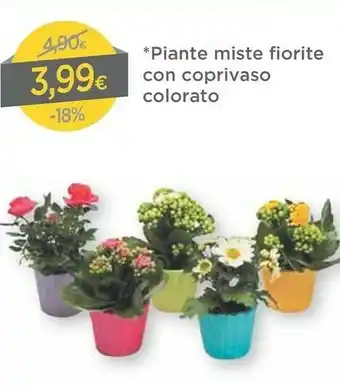 DPiù Dpiù Piante Miste Fiorite Con Coprivaso Colorato offerta