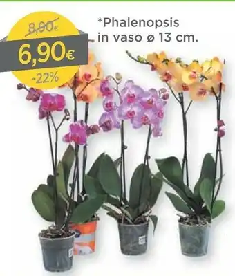 DPiù Dpiù Phalenopsis In Vaso offerta