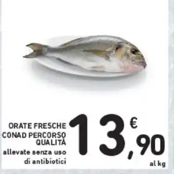 Conad ORATE FRESCHE CONAD PERCORSO QUALITÀ allevate senza uso di antibiotici offerta