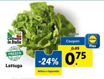 Lattuga