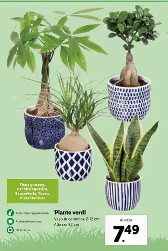 Lidl Piante verdi Vaso in ceramica Ø 12 cm Altezza 32 cm offerta