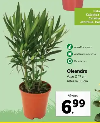 Lidl Oleandro Vaso Ø 17 cm Altezza 60 cm offerta